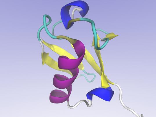 Ubiquitin protein molecule