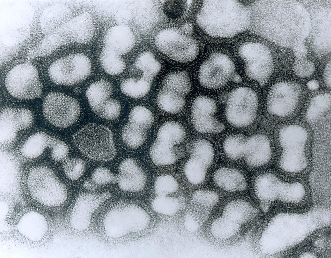 Influenza A.jpg