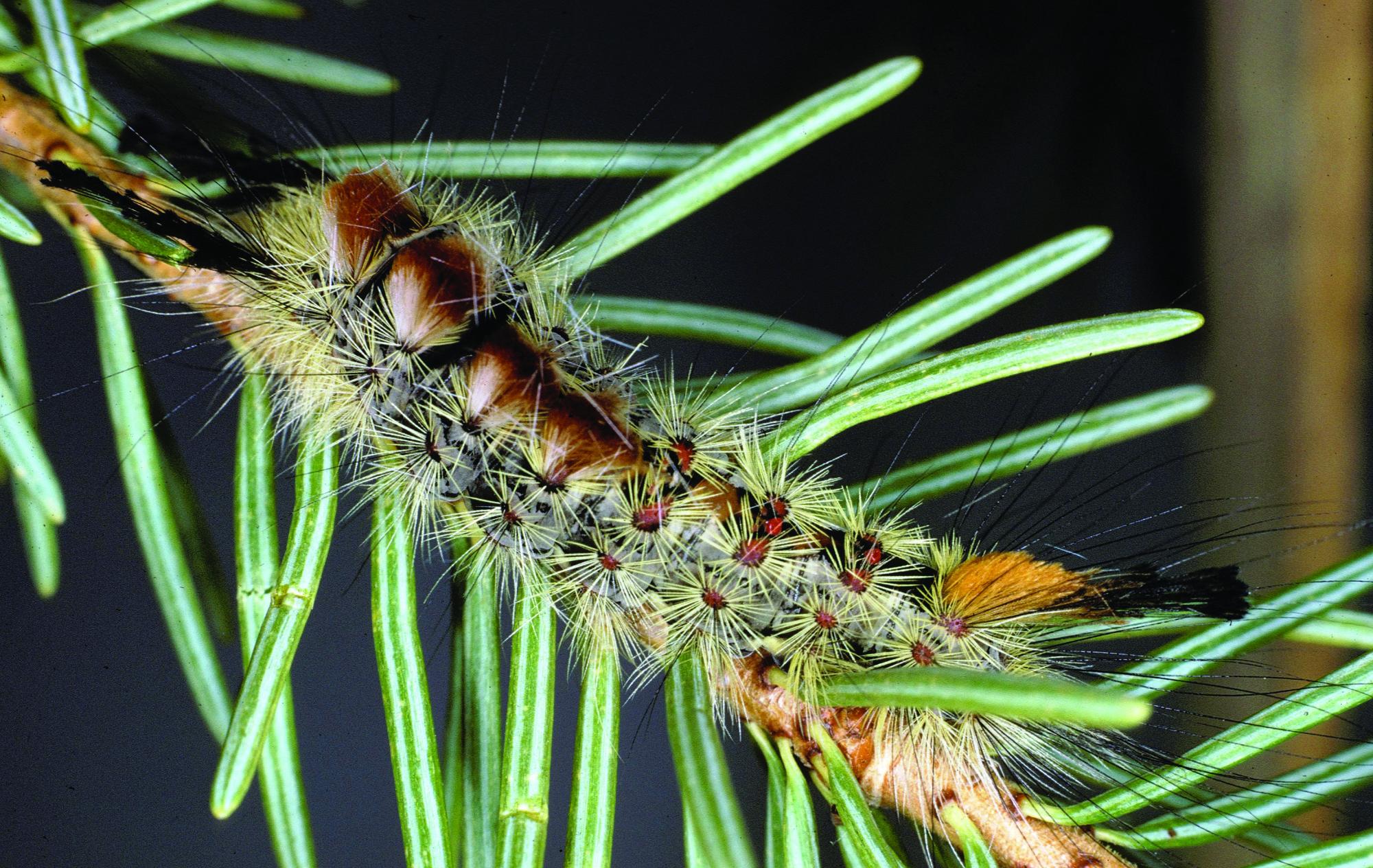 douglas-fir tussock moth larva.jpg