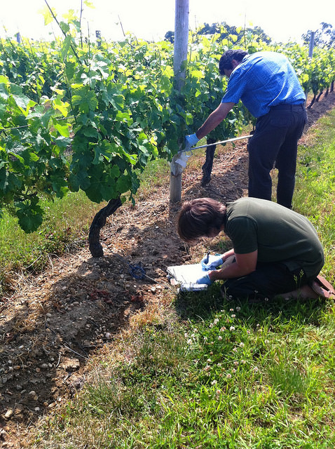 Argonne microbial ecologist Jack Gilbert (foreground) and Sparkling Pointe winemaker Gilles Martin take samples of the microbes living on the leaves, flowers, soil and roots of grapevines as part of a study on how microbes affect plant health. Photo courtesy Kristin West (FMC Corporation) and Jack Gilbert.